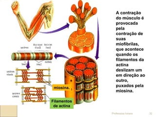A contração
do músculo é
provocada
pela
contração de
suas
miofibrilas,
que acontece
quando os
filamentos da
actina
deslizam um
em direção ao
outro,
puxados pela
miosina.
miosina.
Filamentos
de actina
Professora Ionara 32
 