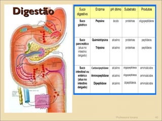 DigestãoDigestão
Professora Ionara 40
 