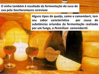O vinho também é resultado da fermentação do suco de
uva pelo Saccharomyces cerevisae
Alguns tipos de queijo, como o camembert, tem
seu sabor característico por causa de
substâncias oriundas da fermentação realizada
por um fungo, o Penicilium camembertii.
 