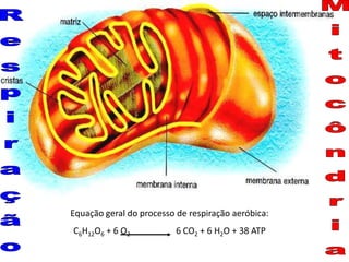 Equação geral do processo de respiração aeróbica:
C6H12O6 + 6 O2 6 CO2 + 6 H2O + 38 ATP
 
