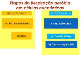 HIALOPLASMA MITOCÔNDRIA
FASE ANAERÓBIA FASE AERÓBIA
Etapas da Respiração aeróbia
em células eucarióticas
a) Ciclo de Krebs
b) Cadeia respiratória
glicólise
 