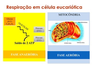 MITOCÔNDRIA
Glicose
(6 C)
C6H12O6
FASE ANAERÓBIA FASE AERÓBIA
Piruvato
(3 C)
Saldo de 2 ATP
Respiração em célula eucariótica
Piruvato
(3 C)
 