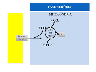 MITOCÔNDRIA
2 CO2 Ciclo
de
Krebs
4 CO2
2 ATP
H2
FASE AERÓBIA
Piruvato
(3 C)
 