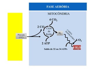 MITOCÔNDRIA
2 CO2 Ciclo
de
Krebs
4 CO2
2 ATP
H2
FASE AERÓBIA
6 H2OSaldo de 32 ou 34 ATPs
6 O2
Piruvato
(3 C)
 