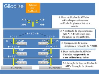 Glicose
(6C)
C6H12O6
P ~ 6 C ~ P
3 C Piruvato 3 C Piruvato
Glicólise
ADP
ATP
ADP
ATP
1. Duas moléculas de ATP são
utilizadas para ativar uma
molécula de glicose e iniciar a
reação.
3 C ~ P 3 C ~ P
2. A molécula de glicose ativada
pelo ATP divide-se em duas
moléculas de três carbonos.
PiPi NAD
P ~ 3 C ~ P
NADH
NAD
P ~ 3 C ~ P
NADH 3. Incorporação de fosfato
inorgânico e formação de NADH.
P ~ 3 C
ADP
ATP
P ~ 3 C
ADP
ATP
4. Duas moléculas de ATP são
liberadas recuperando as
duas utilizadas no início.
ADP
ATP
ADP
ATP 5. Liberação de duas moléculas de
ATP e formação de piruvato.
 