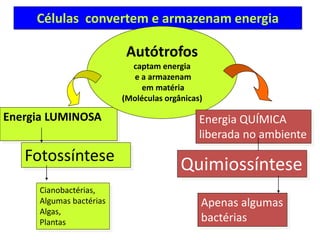 Células convertem e armazenam energia
Energia LUMINOSA
Fotossíntese
Cianobactérias,
Algumas bactérias
Algas,
Plantas
Autótrofos
captam energia
e a armazenam
em matéria
(Moléculas orgânicas)
Energia QUÍMICA
liberada no ambiente
Quimiossíntese
Apenas algumas
bactérias
 