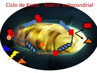 Ciclo de Krebs - Matriz mitocondrial
 