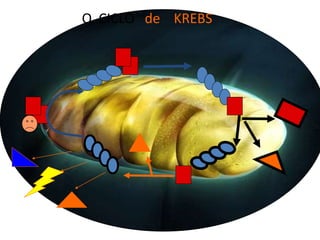 O CICLO de KREBS
 