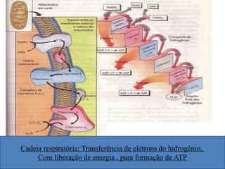 Cadeia respiratória: Transferência de elétrons do hidrogênio,
Com liberação de energia , para formação de ATP
 