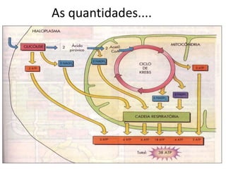 As quantidades....
 