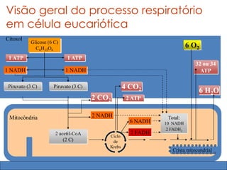 Citosol
Crista mitocondrial
Mitocôndria
Glicose (6 C)
C6H12O6
Total:
10 NADH
2 FADH2
1 ATP1 ATP
1 NADH 1 NADH
Piruvato (3 C)Piruvato (3 C)
6 O2
6 H2O
32 ou 34
ATP
6 NADH
2 FADH
2 ATP
4 CO2
2 CO2
2 NADH
2 acetil-CoA
(2 C)
Ciclo
de
Krebs
Visão geral do processo respiratório
em célula eucariótica
 