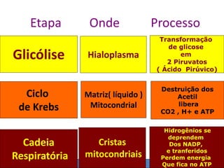 Etapa Onde Processo
Glicólise Hialoplasma
Transformação
de glicose
em
2 Piruvatos
( Ácido Pirúvico)
Ciclo
de Krebs
Matriz( líquido )
Mitocondrial
Destruição dos
Acetil
libera
CO2 , H+ e ATP
Cadeia
Respiratória
Cristas
mitocondriais
Hidrogênios se
deprendem
Dos NADP,
e tranferidos
Perdem energia
Que fica no ATP
 