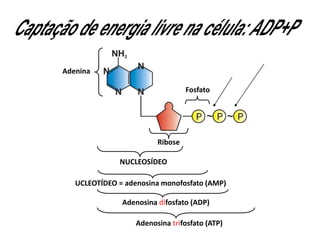 NUCLEOSÍDEO
UCLEOTÍDEO = adenosina monofosfato (AMP)
Adenosina difosfato (ADP)
Adenosina trifosfato (ATP)
Adenina
Fosfato
Ribose
 