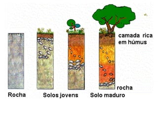 1ª série e.m benec11
