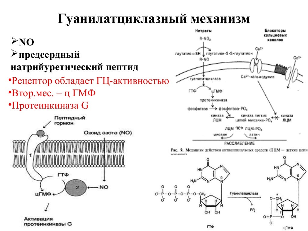 При возбуждении какой гормон вырабатывается у женщин. Схема выработки гормонов. схема выработки адреналина. укажите стрелками места выработки гормонов.. выработка гормонов по часам в организме человека схема.