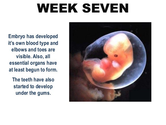 First Eight Weeks Of Pregnancy