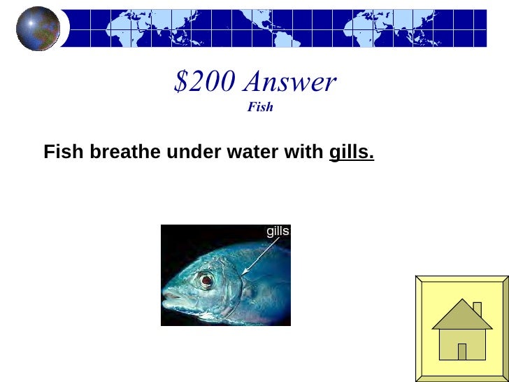 1st Grade Animals Jeopardy 1