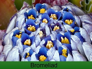 Bromeliad  