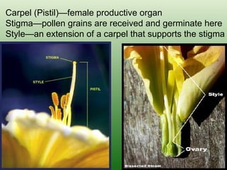 Carpel (Pistil)—female productive organ  Stigma—pollen grains are received and germinate here Style—an extension of a carpel that supports the stigma 
