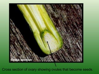 Cross section of ovary showing ovules that become seeds. 