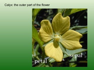 Calyx: the outer part of the flower 