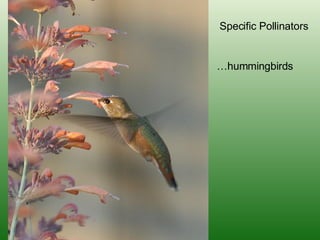 Specific Pollinators … hummingbirds 