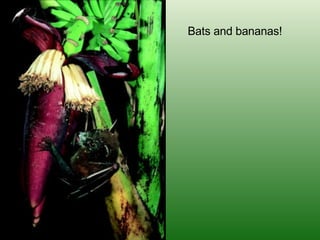 Bats and bananas! 