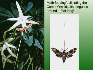 Moth feeding/pollinating the Comet Orchid…its tongue is around 1 foot long! 