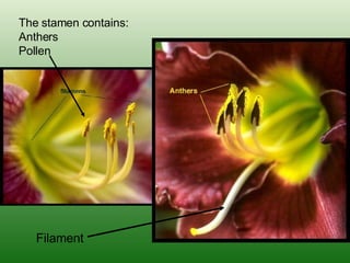 The stamen contains: Anthers Pollen Filament 