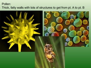Pollen: Thick, fatty walls with lots of structures to get from pt. A to pt. B 
