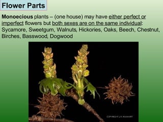 Flower Parts Monoecious  plants – (one house) may have  either perfect or imperfect  flowers but  both sexes are on the same individual : Sycamore, Sweetgum, Walnuts, Hickories, Oaks, Beech, Chestnut, Birches, Basswood, Dogwood 
