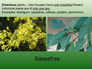 Dioecious  plants – (two houses) have  only imperfect  flowers.  Individual plants are of  only one sex .  Examples: blackgum, sassafras, willows, poplars, persimmon Sassafras 
