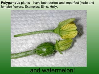 Polygamous  plants – have  both perfect and imperfect (male and female)  flowers. Examples: Elms, Holly, … and watermelon! 