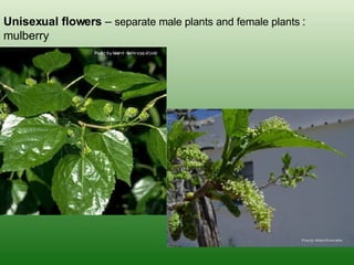 Unisexual flowers  –  separate male plants and female plants   : mulberry 