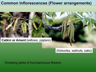 Common Inflorescences (Flower arrangements) Catkin or Ament  (willows, poplars) (hickories, walnuts, oaks) Drooping spike of inconspicuous flowers  