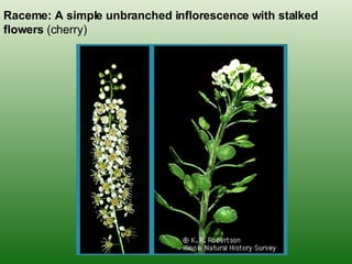 Raceme: A simple unbranched inflorescence with stalked flowers  (cherry) 