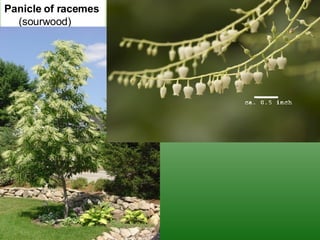 Panicle of racemes   (sourwood) 