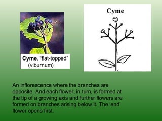 Cyme , “flat-topped” (viburnum) An inflorescence where the branches are opposite. And each flower, in turn, is formed at the tip of a growing axis and further flowers are formed on branches arising below it. The ‘end’ flower opens first. 