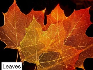 Leaves 