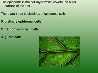 The epidermis is the cell layer which covers the outer surface of the leaf.  There are three basic kinds of epidermal cells:  ordinary epidermal cells 2. trichomes or hair cells 3. guard cells 