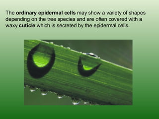 The  ordinary epidermal cells  may show a variety of shapes depending on the tree species and are often covered with a waxy  cuticle  which is secreted by the epidermal cells.   