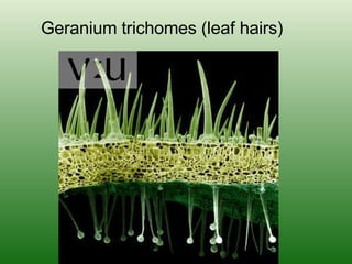Geranium trichomes (leaf hairs) 