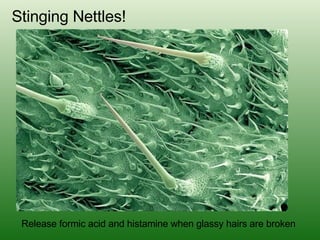 Stinging Nettles! Release formic acid and histamine when glassy hairs are broken 