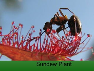 Sundew Plant 