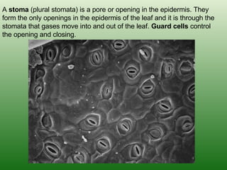 A  stoma  (plural stomata) is a pore or opening in the epidermis. They form the only openings in the epidermis of the leaf and it is through the stomata that gases move into and out of the leaf.  Guard cells  control the opening and closing. 