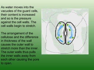 As water moves into the vacuoles of the guard cells, their content is increased and so is the pressure against the cell walls. The cell walls begin to stretch.  The arrangement of the cellulose and the difference in thickness of the wall causes the outer wall to stretch more than the inner. The outer walls thus pulls the inner walls away from each other causing the pore to open.  