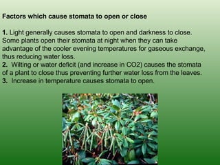 Factors which cause stomata to open or close 1.  Light generally causes stomata to open and darkness to close. Some plants open their stomata at night when they can take advantage of the cooler evening temperatures for gaseous exchange, thus reducing water loss.  2.   Wilting or water deficit (and increase in CO2) causes the stomata of a plant to close thus preventing further water loss from the leaves. 3.   Increase in temperature causes stomata to open. 