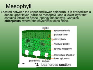 Mesophyll Located between the upper and lower epidermis. It is divided into a dense upper layer (palisade mesophyll) and a lower layer that contains lots of air space (spongy mesophyll). Contains  chlorplasts , where photosynthesis takes place. 