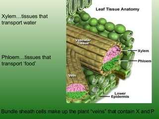 Xylem…tissues that transport water Phloem…tissues that transport ‘food’ Bundle sheath cells make up the plant “veins” that contain X and P 