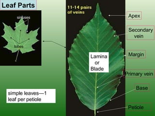 Leaf Parts Apex Margin Base Petiole Secondary vein Primary vein sinuses lobes simple leaves—1 leaf per petiole Lamina or Blade 